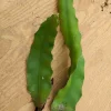 Dragon Fruit Cactus Cutting - 8" Rooted Red Pitaya Plant - Indoor/Outdoor - Image 1