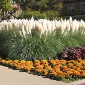 Dwarf Blue Pampas Grass Live Plant – Compact Ornamental Grass – 4
