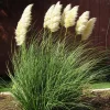 Dwarf Blue Pampas Grass Live Plant – Compact Ornamental Grass – 4" Pot – Outdoor - Image 1