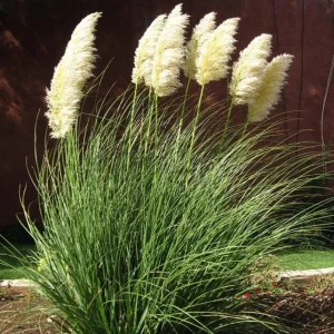 Dwarf Blue Pampas Grass Live Plant – Compact Ornamental Grass – 4" Pot – Outdoor - Image 1