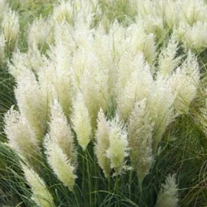 Dwarf Blue Pampas Grass Live Plant – Compact Ornamental Grass – 4