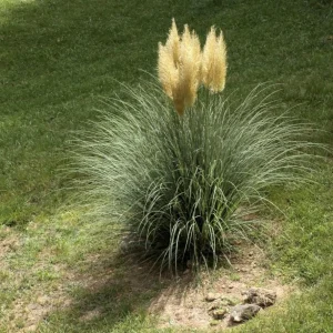 Dwarf Blue Pampas Grass Live Plant – Compact Ornamental Grass – 4