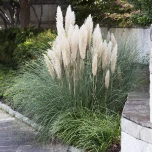 Dwarf Blue Pampas Grass Live Plant – Compact Ornamental Grass – 4