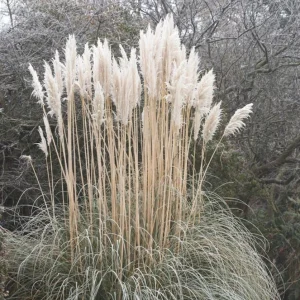 Dwarf Blue Pampas Grass Live Plant – Compact Ornamental Grass – 4