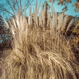 Dwarf Blue Pampas Grass Live Plant – Compact Ornamental Grass – 4
