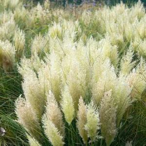 Dwarf Blue Pampas Grass Live Plant – Compact Ornamental Grass – 4