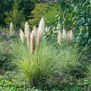 Dwarf Blue Pampas Grass Live Plant – Compact Ornamental Grass – 4