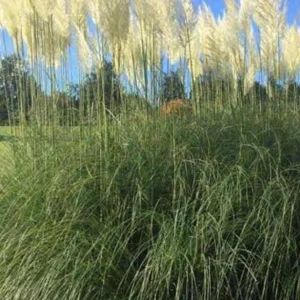 Dwarf Blue Pampas Grass Live Plant – Compact Ornamental Grass – 4