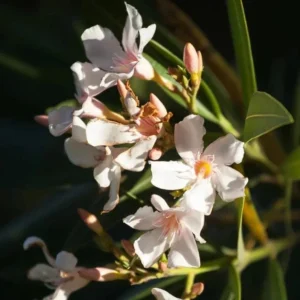 Dwarf Salmon Oleander Plant - Live Flowering Shrub - Easy Grow - Starter Plant - Image 2