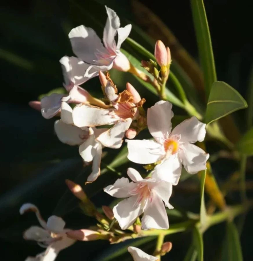 Dwarf Salmon Oleander Plant - Live Flowering Shrub - Easy Grow - Starter Plant - Image 2