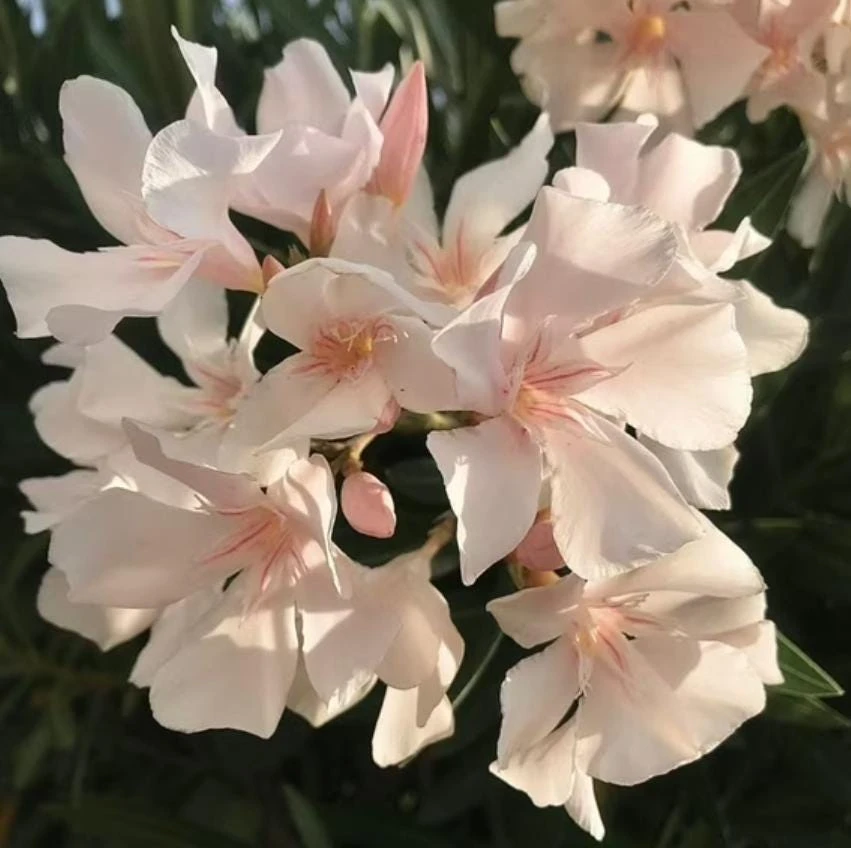 Dwarf Salmon Oleander Plant - Live Flowering Shrub - Easy Grow - Starter Plant - Image 3