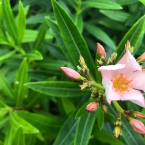 Dwarf Salmon Oleander Plant - Live Flowering Shrub - Easy Grow - Starter Plant - Image 4