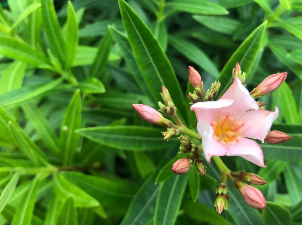 Dwarf Salmon Oleander Plant - Live Flowering Shrub - Easy Grow - Starter Plant - Image 4