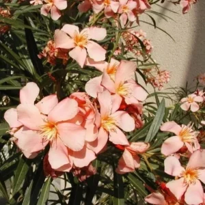 Dwarf Salmon Oleander Plant - Live Flowering Shrub - Easy Grow - Starter Plant - Image 1
