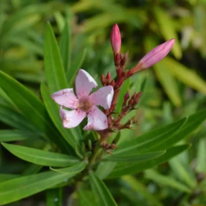 Dwarf Salmon Oleander Plant - Live Flowering Shrub - Easy Grow - Starter Plant - Image 5