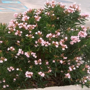 Dwarf Salmon Oleander Plant - Live Flowering Shrub - Easy Grow - Starter Plant - Image 6