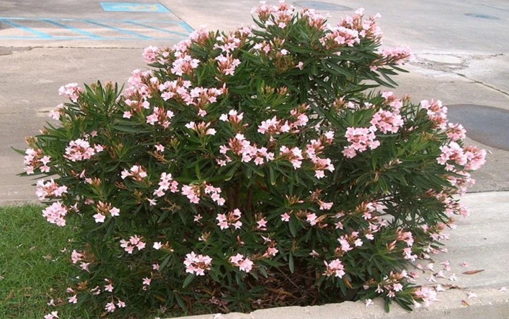 Dwarf Salmon Oleander Plant - Live Flowering Shrub - Easy Grow - Starter Plant - Image 6