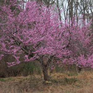 Eastern Redbud Tree Live Plant – 12-18