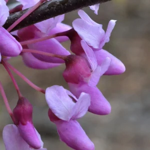 Eastern Redbud Tree Live Plant – 12-18