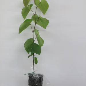 Eastern Redbud Tree Live Plant – 12-18