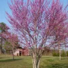 Eastern Redbud Tree Live Plant – 12-18" Tall – 3.5" Pot – Outdoor Flowering Tree - Image 1