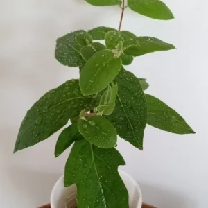 Edible Japanese Honeysuckle Vine - Lonicera Perennial Live Starter Plant, Climbing, Outdoor - Image 2