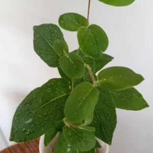 Edible Japanese Honeysuckle Vine - Lonicera Perennial Live Starter Plant, Climbing, Outdoor - Image 3