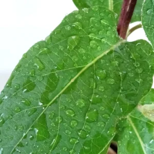 Edible Japanese Honeysuckle Vine - Lonicera Perennial Live Starter Plant, Climbing, Outdoor - Image 4
