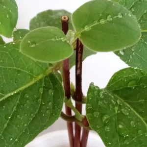 Edible Japanese Honeysuckle Vine - Lonicera Perennial Live Starter Plant, Climbing, Outdoor - Image 5