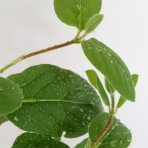 Edible Japanese Honeysuckle Vine - Lonicera Perennial Live Starter Plant, Climbing, Outdoor - Image 6