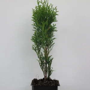 Emerald Arborvitae Live Plant – 6-8