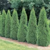 Emerald Arborvitae Live Plant – 6-8" Tall Evergreen Shrub – 3.5" Pot - Image 1