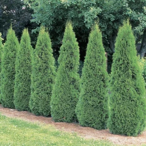 Emerald Arborvitae Live Plant – 6-8" Tall Evergreen Shrub – 3.5" Pot - Image 1