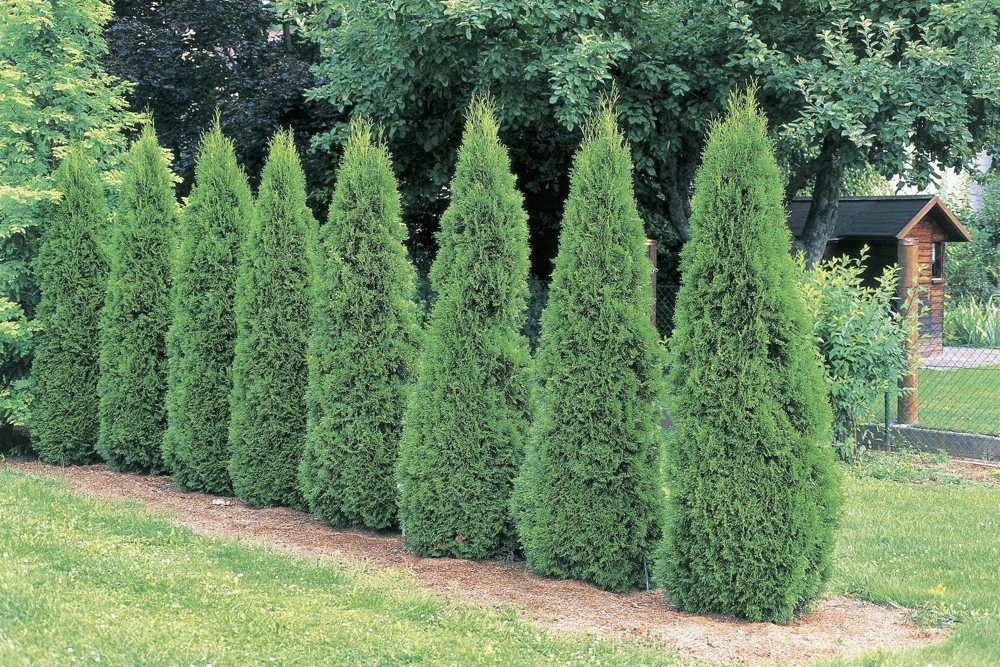 Emerald Arborvitae Live Plant – 6-8" Tall Evergreen Shrub – 3.5" Pot - Image 1