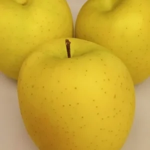 Emerald Green Apple Seeds - 10 Seeds - Rare Cultivar Edible Fruit Tree - Image 1