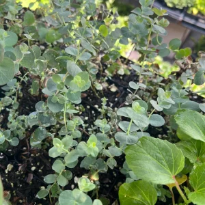 Eucalyptus Baby Blue Spiral Live Plant - 2.5 inch Pot - Compact, Fragrant - Image 2