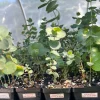 Eucalyptus Baby Blue Spiral Live Plant - 2.5 inch Pot - Compact, Fragrant - Image 1