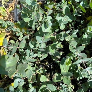 Eucalyptus Silver Dollar Live Plant - 2.5 inch Pot - Fragrant Foliage - Image 2
