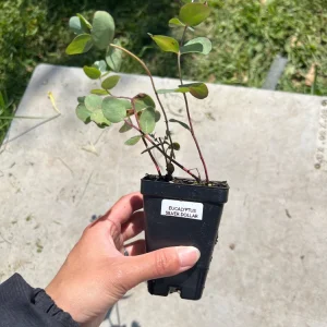 Eucalyptus Silver Dollar Live Plant - 2.5 inch Pot - Fragrant Foliage - Image 3
