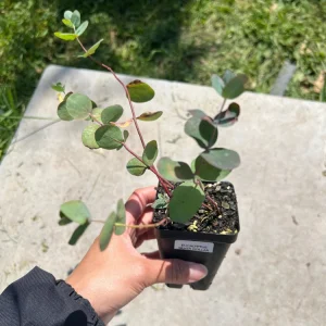 Eucalyptus Silver Dollar Live Plant - Fragrant 2.5 inch Pot - Indoor/Outdoor - Image 4