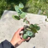 Eucalyptus Silver Dollar Live Plant - Fragrant 2.5 inch Pot - Indoor/Outdoor - Image 1