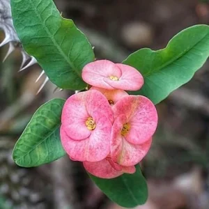 Euphorbia Milii Live Plant - Pink Salmon Crown of Thorns - 5-6 inches tall - Image 2