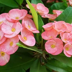 Euphorbia Milii Live Plant - Pink Salmon Crown of Thorns - 5-6 inches tall - Image 3