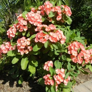 Euphorbia Milii Live Plant - Pink Salmon Crown of Thorns - 5-6 inches tall - Image 4