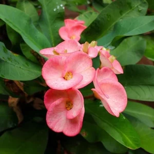 Euphorbia Milii Live Plant - Pink Salmon Crown of Thorns - 5-6 inches tall - Image 1