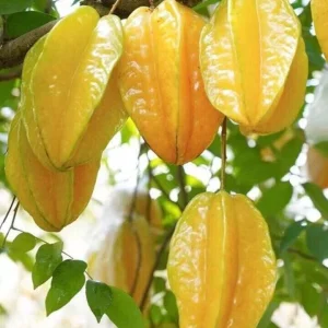 Exotic Tropical Star Fruit Seeds - 5 Averrhoa Carambola Seeds for Planting - Image 10