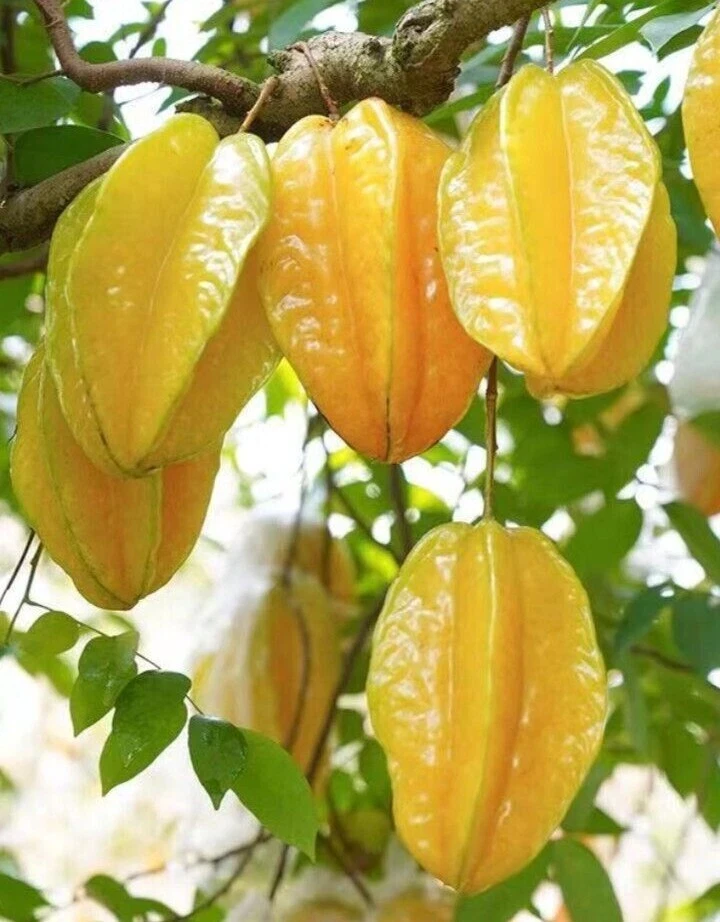 Exotic Tropical Star Fruit Seeds - 5 Averrhoa Carambola Seeds for Planting - Image 10