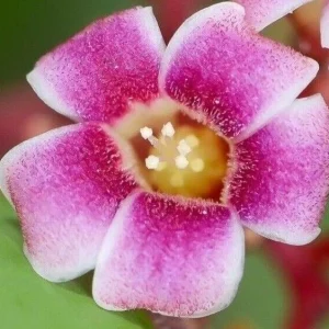 Exotic Tropical Star Fruit Seeds - 5 Averrhoa Carambola Seeds for Planting - Image 11