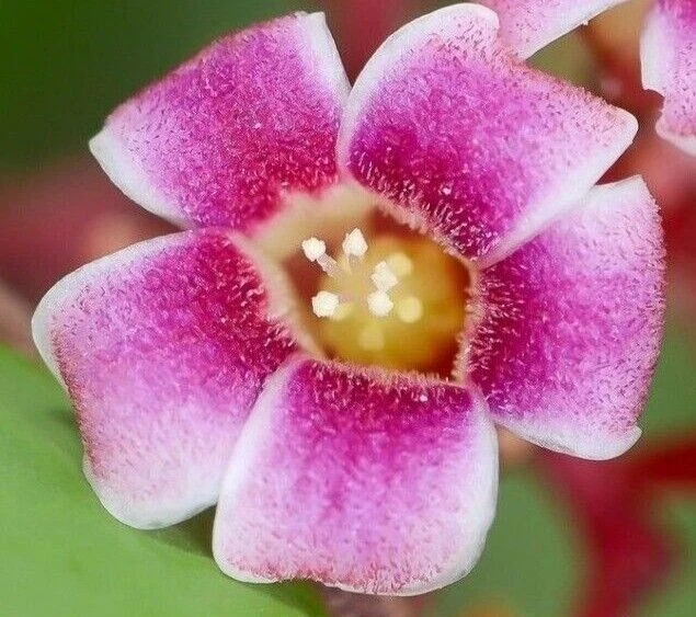 Exotic Tropical Star Fruit Seeds - 5 Averrhoa Carambola Seeds for Planting - Image 11