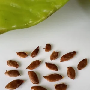 Exotic Tropical Star Fruit Seeds - 5 Averrhoa Carambola Seeds for Planting - Image 2